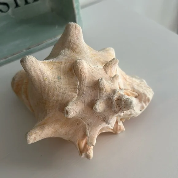Queen Conch Shell Pink Interior Nautical Beach Decor Natural Sculpture - Picture 2 of 11